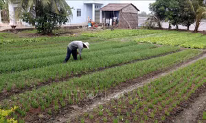 Báo chí Campuchia đưa tin về chính sách ưu tiên đầu tư phát triển vùng đồng bào Khmer ở Việt Nam