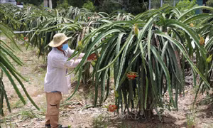 Phát triển bền vững cây thanh long - Bài 1: Nông dân gặp khó