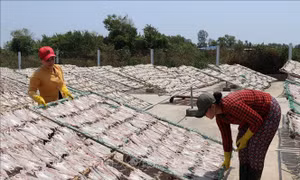 Về làng nghề cá khô Vàm Láng, Tiền Giang