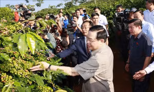 Chủ tịch Quốc hội thăm vùng trồng và dự Lễ khánh thành Nhà máy chế biến cà phê Sơn La