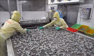 Xuất khẩu nông, lâm, thủy sản tăng gần 12%