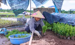 Sau bão, người dân Ninh Bình chạy đua khôi phục vụ hoa mới