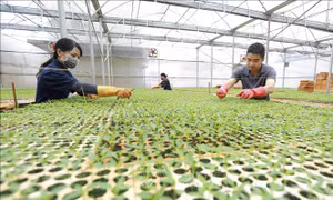 Hình thành vùng sản xuất nông sản hàng hóa theo nhu cầu thị trường