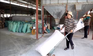Nữ 'đại điền' biến đất hoang thành những 'mùa vàng'