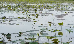 Mô hình sen - cá mở hướng sinh kế bền vững vùng ngập lũ