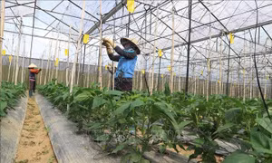 Đơn Dương hướng đến huyện kiểu mẫu về nông nghiệp ứng dụng công nghệ cao