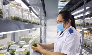 Khoa học, công nghệ mở lối cho nông nghiệp Vĩnh Long 