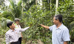 Đa tầng canh tác thích ứng với biến đổi khí hậu
