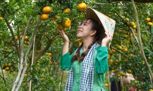'Thủ phủ' quýt hồng Lai Vung nhộn nhịp đón khách tham quan