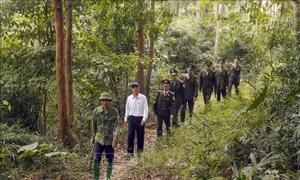 Việt Nam thuộc nhóm 'rủi ro thấp' trong Quy định chống phá rừng của EU