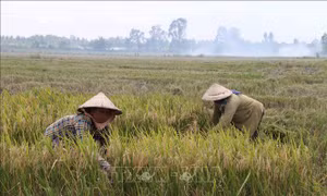 Nông dân Trà Vinh thua lỗ dù giá lúa tăng 
