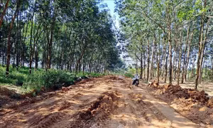 Khắc phục giao thông trên tuyến đường đang xây dựng tại Đắk R’la (Đắk Nông)