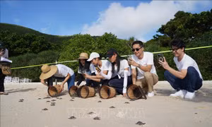 Chiến dịch 'Save The Ocean' gây Quỹ Bảo tồn môi trường sống của rùa biển