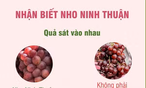Nhận biết nho Ninh Thuận