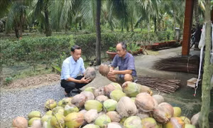 Dừa khô được giá mang lại lợi nhuận cao cho nông dân