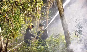 Cà Mau: Hơn 50.000 ha rừng đối diện nguy cơ cháy cao