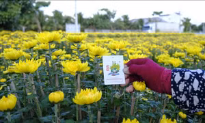 Sắc vàng rực rỡ vựa hoa cúc Ninh Giang