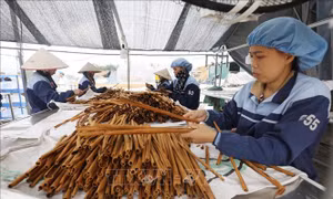 Gỡ khó cho xuất khẩu quế