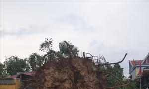 Kịp thời trồng lại cây di sản bị đổ do dông lốc
