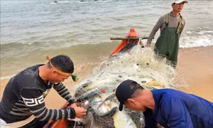 Ngư dân Quảng Bình phấn khởi đón 'lộc biển' đầu năm