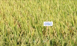 Thu hút đầu tư vào phát triển chuỗi giá trị lúa gạo