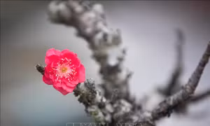Đào Thất Thốn khoe sắc đón Xuân