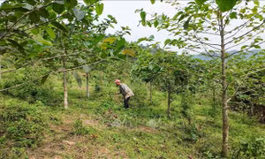 Rà soát toàn bộ diện tích rừng, đất lâm nghiệp có nguy cơ bị xâm lấn