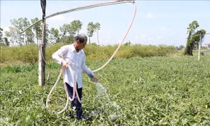 Giảm độ mặn trên nhiều sông ngòi tại Đồng Tháp