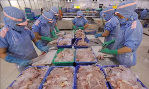 Xuất khẩu thuỷ sản có thể lập kỷ lục mới trong năm 2025