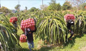 Giá thanh long nghịch vụ 'hạ nhiệt'