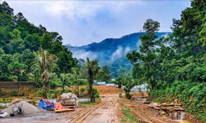 Thông tin mới nhất về xử lý sai phạm đất rừng phòng hộ Sóc Sơn
