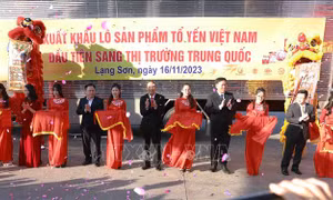 Chính thức xuất khẩu lô tổ yến đầu tiên sang Trung Quốc