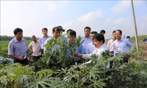 Giảm thiệt hại đến 20 triệu đồng/ha khi trồng giống kháng bệnh khảm lá