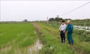 Nông dân 'nghĩ khác, làm khác', hình thành nhiều mô hình sản xuất hiệu quả 