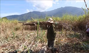 Diện tích mía ở Khánh Hòa ngày một thu hẹp