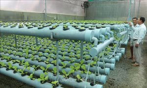 Tiền Giang chú trọng phát triển nông nghiệp công nghệ cao, thông minh