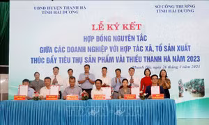 Hải Dương chủ động thị trường tiêu thụ vải thiều