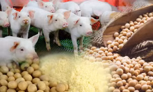 Trung Quốc ồ ạt nhập đậu tương, giá nguyên liệu thức ăn chăn nuôi sẽ tăng mạnh?