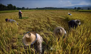 Siêu El Niño có thể gây cú sốc tăng giá lương thực toàn cầu đến năm 2028