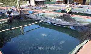 Phát triển nghề nuôi cá nước lạnh ở vùng cao