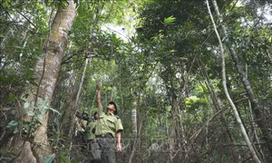 Chưa đến 4% dự án đề xuất được chấp thuận chuyển đổi mục đích sử dụng rừng