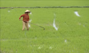 Quảng Trị: Tập trung mở rộng sản xuất lúa hữu cơ lên 1.000 ha