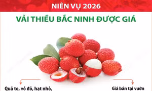Niên vụ 2026: Vải thiều Bắc Ninh được giá