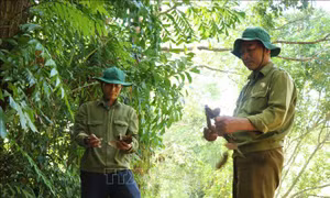 Cần Thơ nâng dự báo cháy rừng lên cấp nguy hiểm
