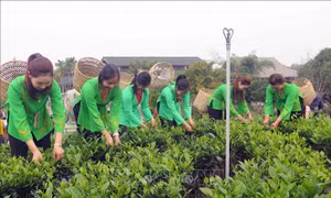 Lễ hội 'Hương sắc trà Xuân - vùng chè đặc sản Tân Cương'