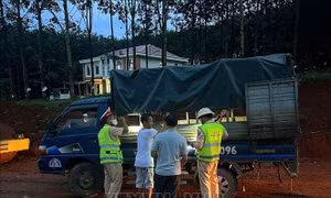 Lâm Đồng ngăn chặn một vụ vận chuyển lợn nghi nhiễm bệnh dịch tả châu Phi