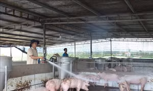 Vẫn còn 30/34 tỉnh, thành phố có dịch tả lợn châu Phi chưa qua 21 ngày