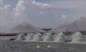 Diện tích nuôi tôm thẻ chân trắng không ngừng gia tăng, khó kiểm soát