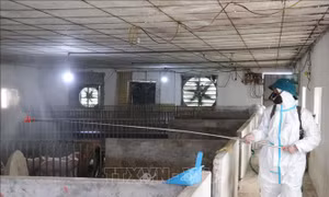 Vĩnh Long hỗ trợ các xã dập dịch tả lợn châu Phi