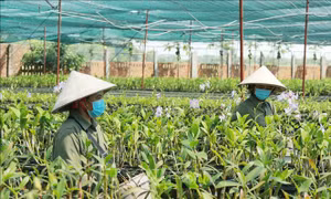 Sản xuất giống cây trồng - Bài 1: Cầu lớn cung vẫn hạn chế